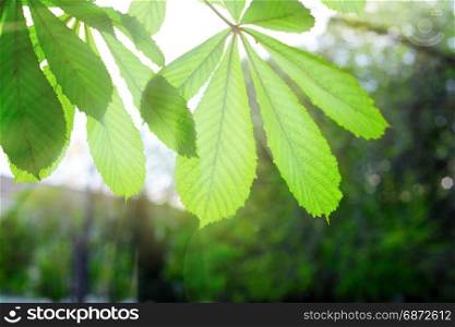 branch with green leaves of chestnut through which the rays of bright sun