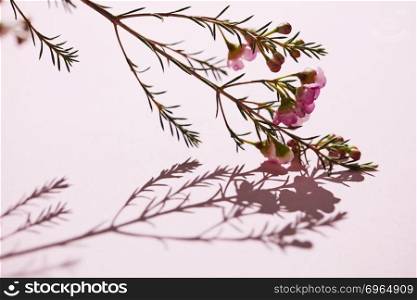 Branch with green leaves, pink flowers and buds. Reflection of a shadow on a pink background. Blooming concept. Copy space for text. Blossom a branch of spring colorful pink flowers and buds on a pink background