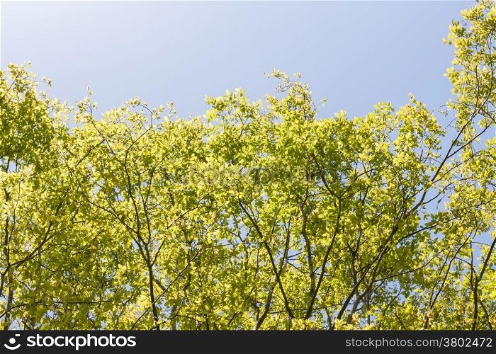 Branch with green leaves with blue sky background in a sunny day