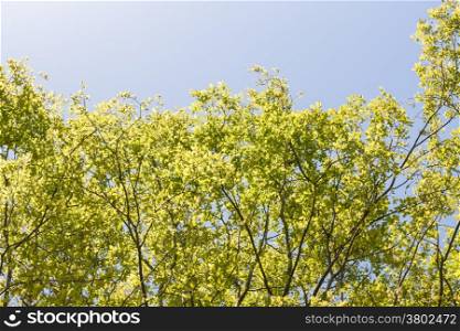 Branch with green leaves with blue sky background in a sunny day