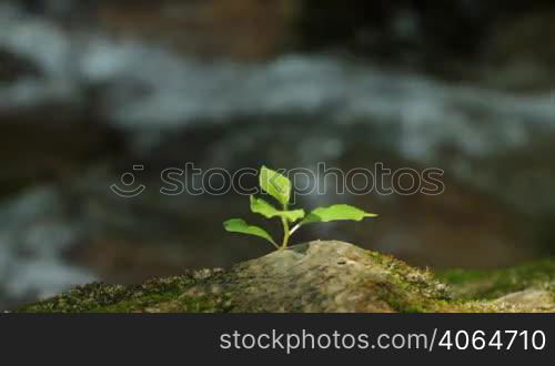 Branch with leaflets on stones of a mountain stream.