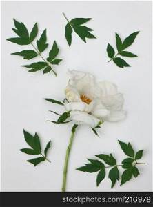 Branch with leaves and flower wite peony isolated on white background. Flat lay. white peony with leaves isolated on white background