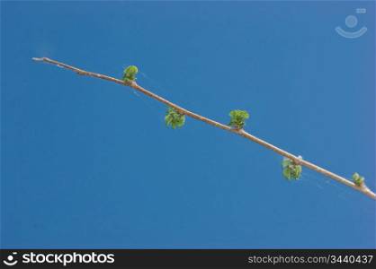 branch with leaves blown against the blue sky