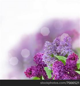 Branch with lilac flowers isolated on white