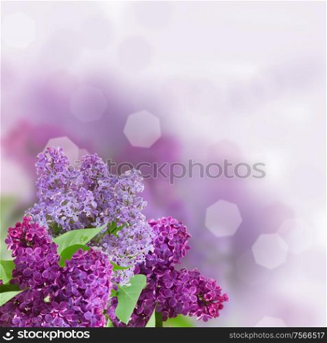 Branch with lilac flowers with defocused coppy space background