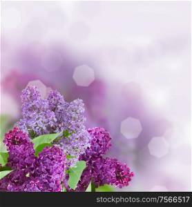 Branch with lilac flowers with defocused coppy space background
