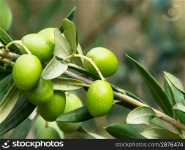 branch with olives on olive tree