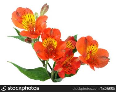 Branch with orange flowers and green leaf. Close-up. Isolated on white background. Studio photography.