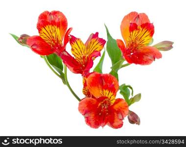 Branch with orange flowers and green leaf. Close-up. Isolated on white background. Studio photography.