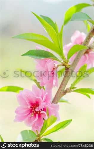 Branch with pink blossoms in garden , fresh flowers