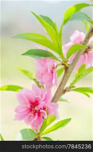 Branch with pink blossoms in garden , fresh flowers