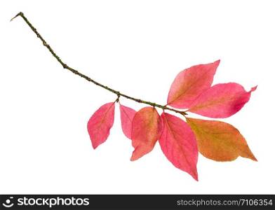 branch with pink leaves of Euonymus shrub in autumn isolated on white background
