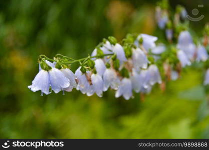 Branch with purple bluebell flowers on summer day