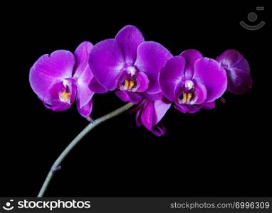 Branch with purple-pink flowers of moth orchid isolated on black background