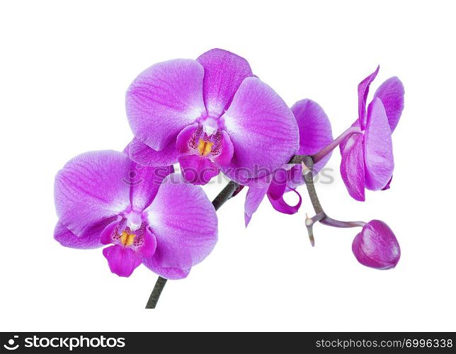 Branch with purple-pink flowers of moth orchid isolated on white background