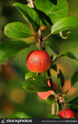 Branch with red apple and green leaves