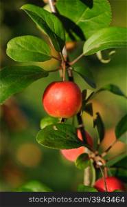 Branch with red apple and green leaves