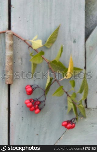 Branch With Red Berries Resting On A Rusty Hinge
