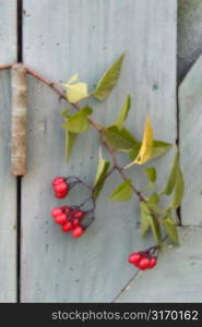 Branch With Red Berries Resting On A Rusty Hinge