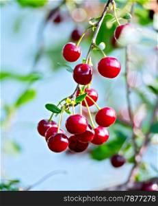 Branch with red cherry on a background of green foliage and sky