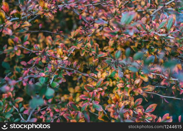 Branch with red leaves and thorns in autumn. Multi colored leaves.