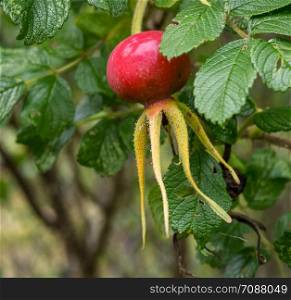 Branch with red rosehip. Ripe red rosehip on a green branch