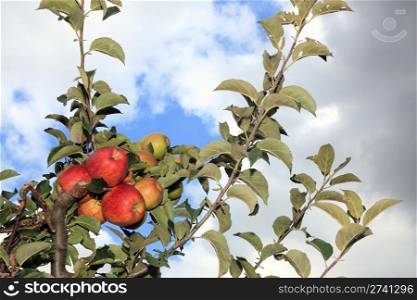Branch with ripe apples with blue and white sky