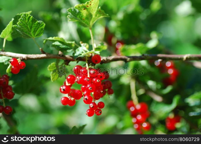 Branch with ripe sunlit red currants