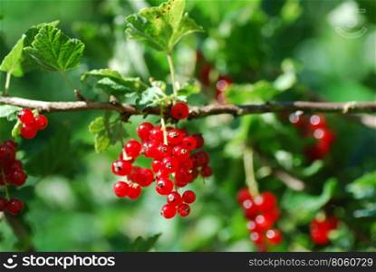 Branch with ripe sunlit red currants