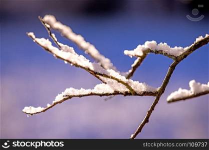 branch with snow cap