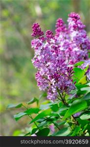 branch with spring lilac flowers