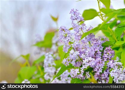 branch with spring lilac flowers on sky background