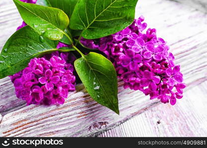 Branch with spring lilac. Fragrant branch of blossoming purple lilac spring