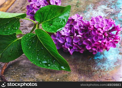 Branch with spring lilac. Fragrant branch of blossoming purple lilac spring