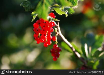 Branch with sunlit and glowing red currants