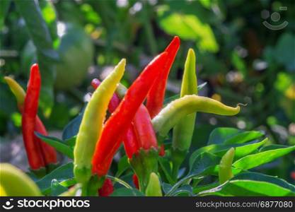 branch with the fruits of red pepper
