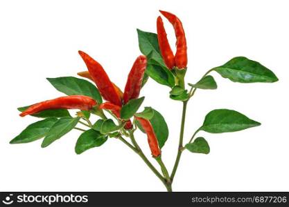 branch with the fruits of red pepper on a white background
