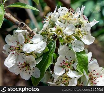branch with white blooming pear flowers, full frame