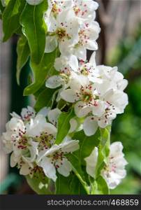 branch with white blooming pear flowers, full frame, close up