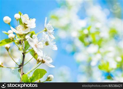 Branch with white flowers on a blossom cherry tree. Branch with white flowers on a blossom cherry tree, soft background of green spring leaves and blue sky
