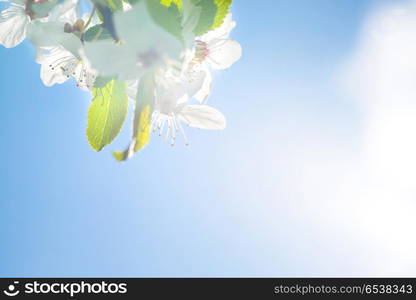 Branch with white flowers on a blossom cherry tree, soft background of green spring leaves and blue sky. Branch with white flowers on a blossom cherry tree