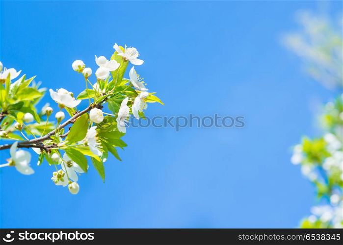 Branch with white flowers on a blossom cherry tree, soft background of green spring leaves and blue sky. Branch with white flowers on a blossom cherry tree