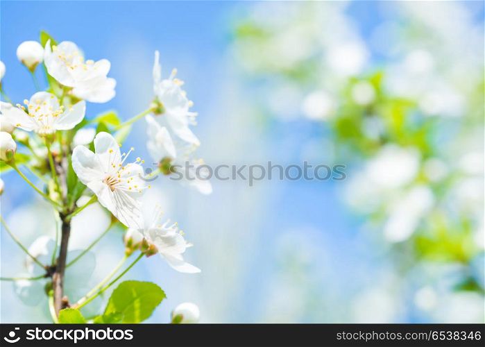 Branch with white flowers on a blossom cherry tree, soft background of green spring leaves and blue sky. Branch with white flowers on a blossom cherry tree