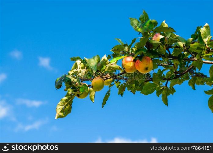 Branch with yellow and red apples against blue sky