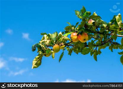 Branch with yellow and red apples against blue sky