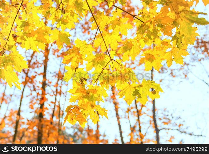 Branch with yellow maple leaves on orange autumn park background