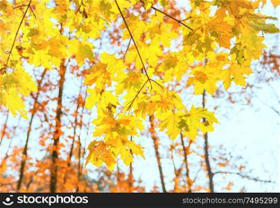 Branch with yellow maple leaves on orange autumn park background