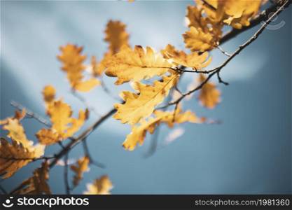 branch with yellow oak leaves on a blue sky background