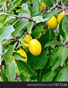 Branch with yellow plums and leaves on the background of green foliage