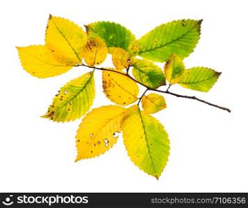 branch with yellowing leaves of elm tree in autumn isolated on white background